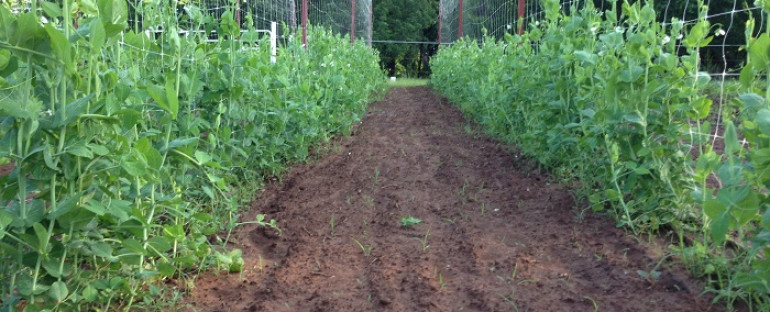 Peas and New Potatoes are nearly ready