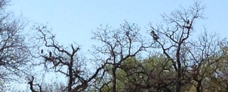 Great Blue Herons make nesting colony near the garden