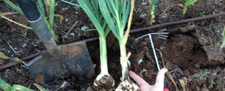 Garlic is ready for harvest