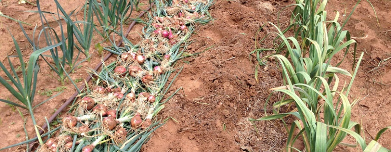 Red Shallots just dug from ground