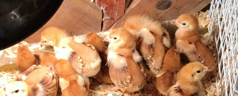 New Rhode Island Red chicks