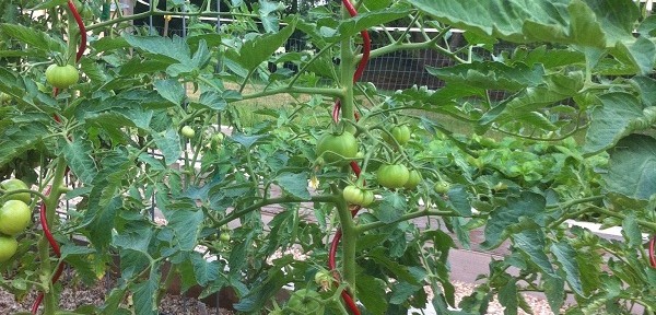 Trellis material and types