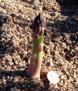 asparagus stalk